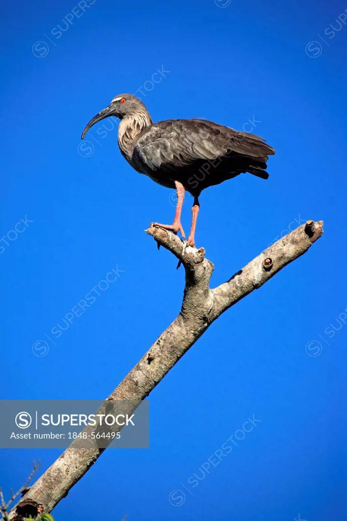 Plumbeous Ibis (Theristicus caerulescens), adult perched on a tree, Pantanal, Brazil, South America