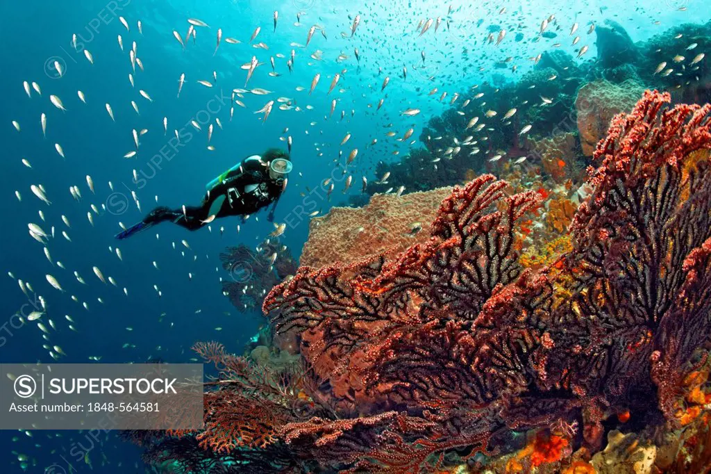 Diver looking at Deep-water sea fan (Iciligorgia schrammi) and Lined Chromis (Chromis lineata) on a coral reef, St. Lucia, Windward Islands, Lesser An...