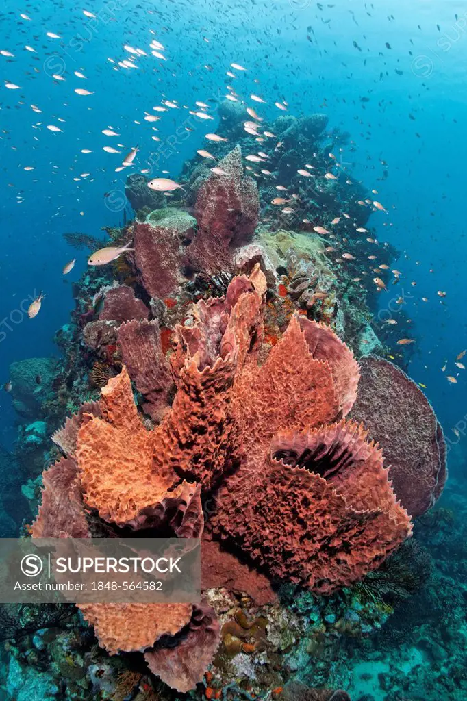 Caribbean barrel sponge (Xestospongia muta) with Deep-water sea fan (Iciligorgia schrammi) at a coral reef, St. Lucia, Windward Islands, Lesser Antill...