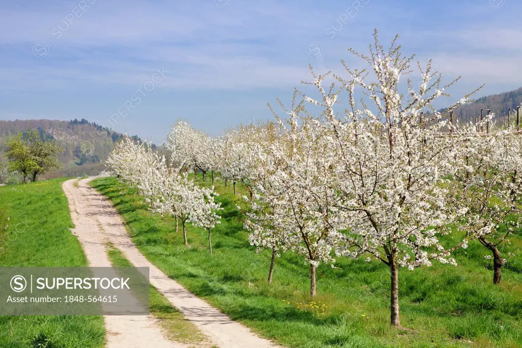 Blossoming cherry trees, fruit trees blooming in the Eggener Valley, Markgraeflerland, Black Forest, Baden-Wuerttemberg, Germany, Europe