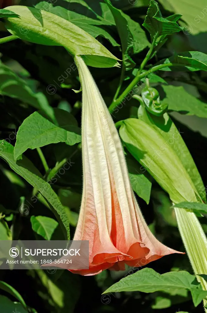 Angel trumpet (Brugmansia suaveolens), flower