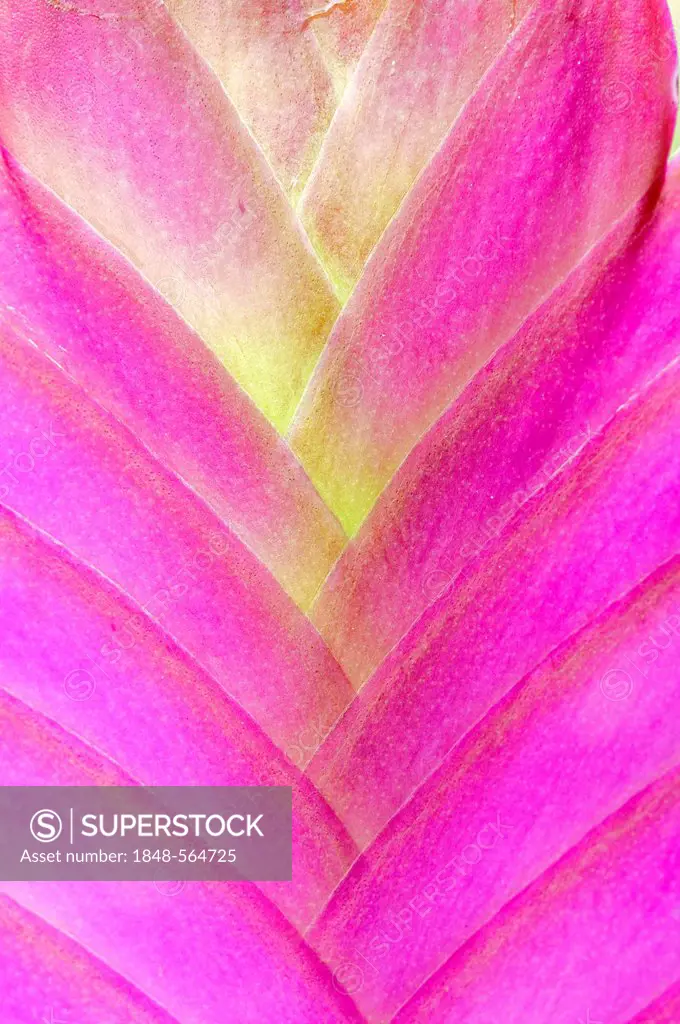 Pink quill (Tillandsia cyanea), detail of inflorescence