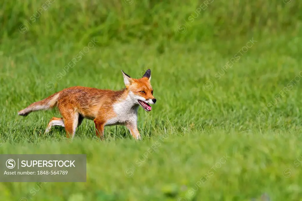 Red fox (Vulpes vulpes) in grass, south east England, United Kingdom, Europe