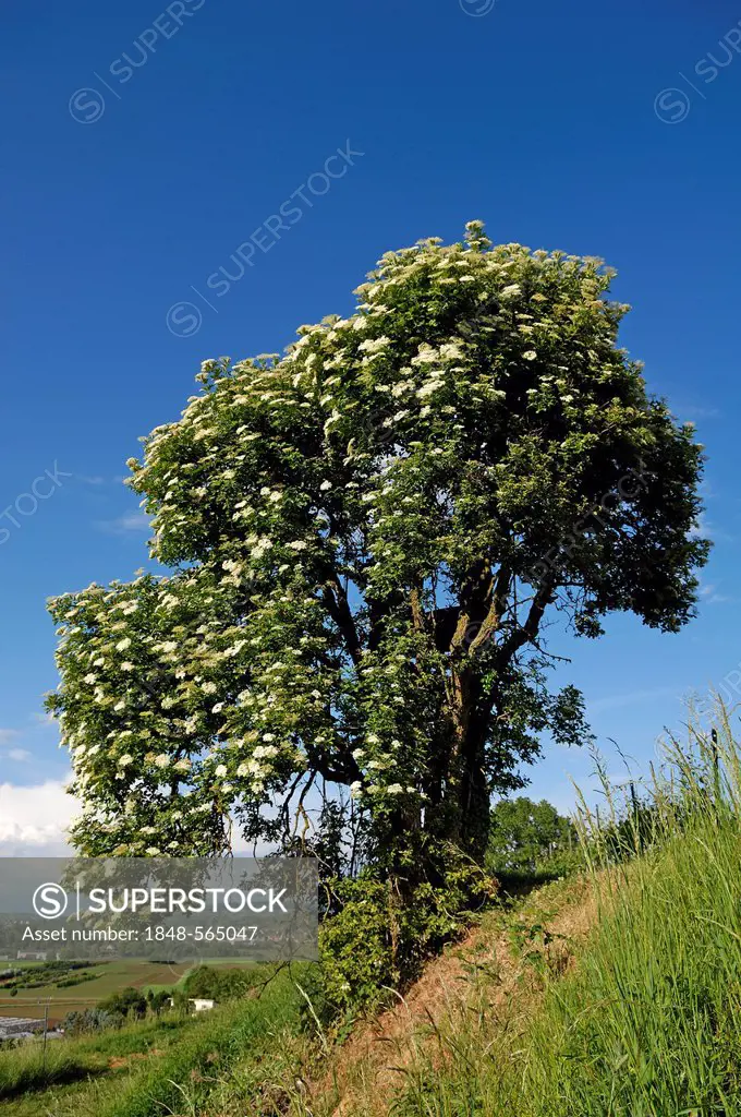 Flowering elder, Black or European elderberry (Sambucus nigra), Ettenheim, Baden-Wuerttemberg, Germany, Europe