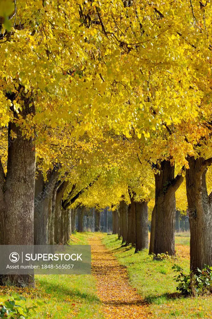 Poplar avenue with path in autumn, Black poplar (Populus nigra), Lower Franconia, Franconia, Bavaria, Germany, Europe