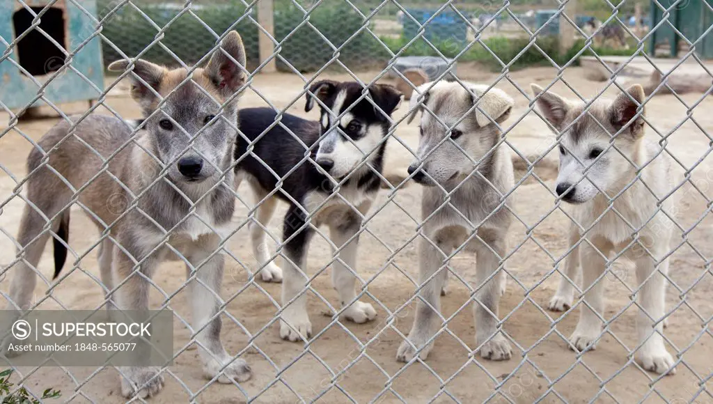 Puppies, young sled dogs, 4 months, behind fence, Alaskan Huskies, Yukon Territory, Canada