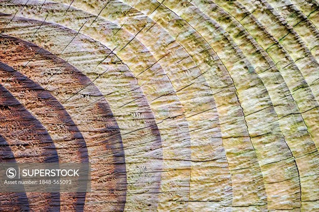 Cut surface of a weathered tree trunk with annual rings