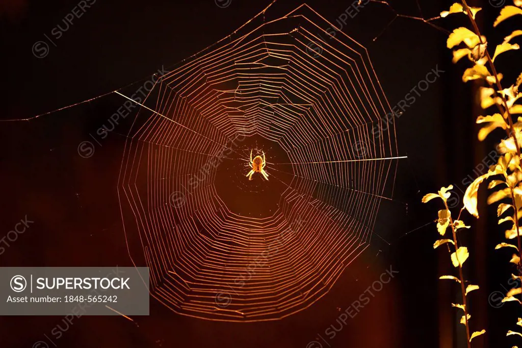 European garden spider, diadem spider, cross spider, or cross orbweaver (Araneus diadematus) in its web