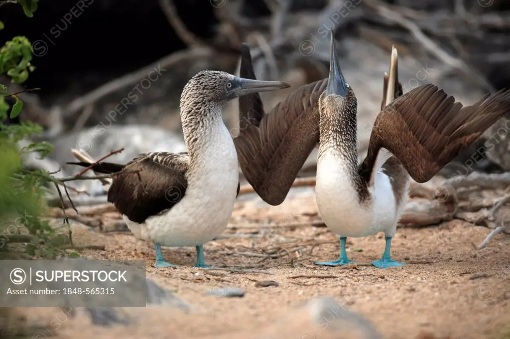 Blue-footed Booby (Sula nebouxii), pair during courtship, Galapagos Islands, Ecuador, South America