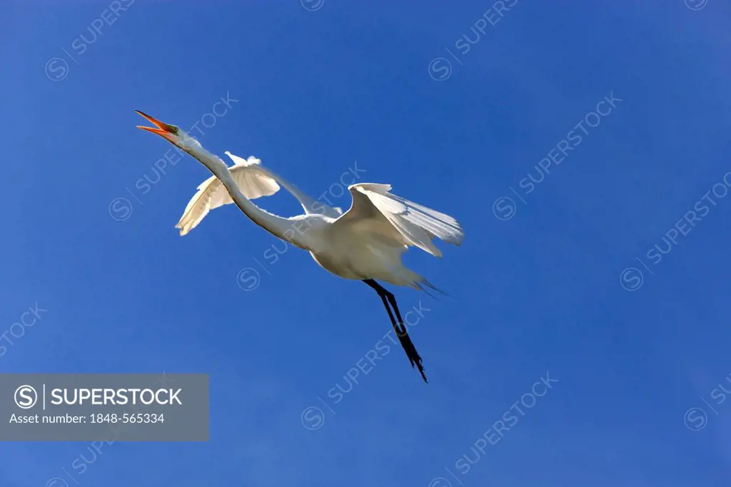 Great Egret (Egretta alba), adult, in flight against blue sky, calling, Florida, USA