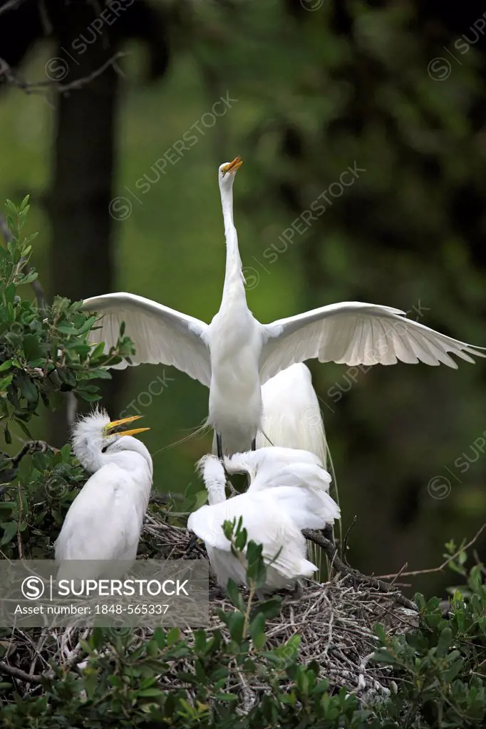 Great Egret (Egretta alba), juvenile birds on the nest begging adult bird for food, Florida, USA