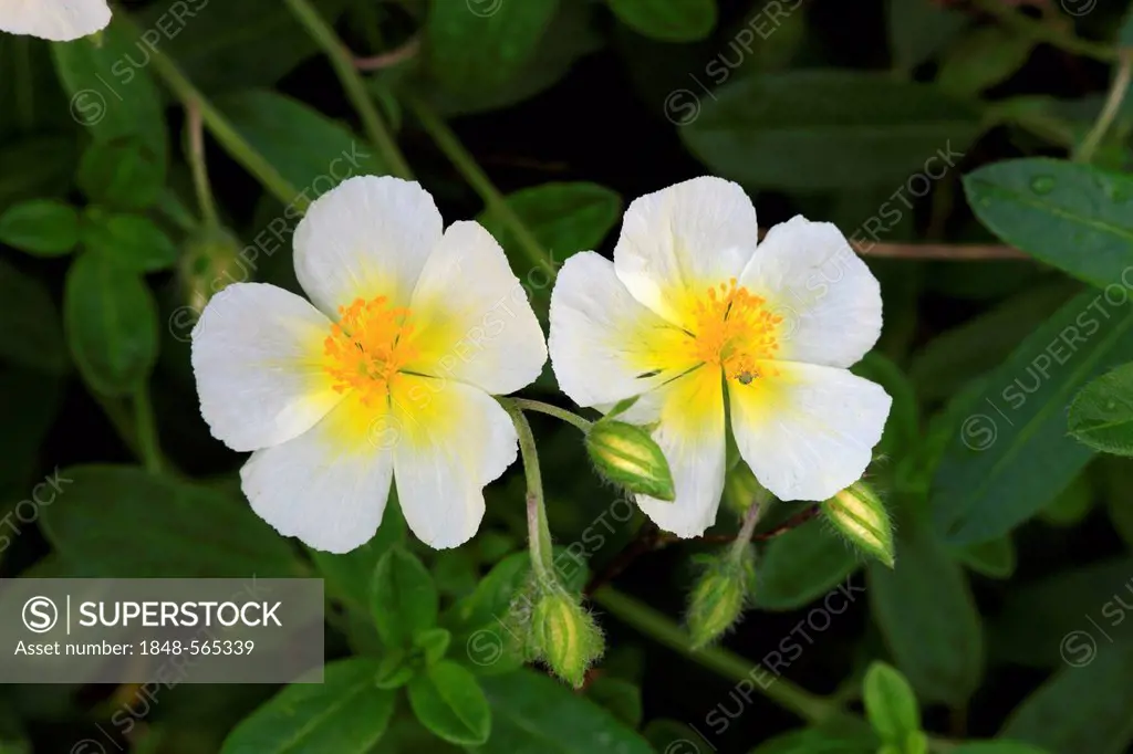 Rock rose, sunroses or rushrose (Helianthemum), flowers, Germany, Europe
