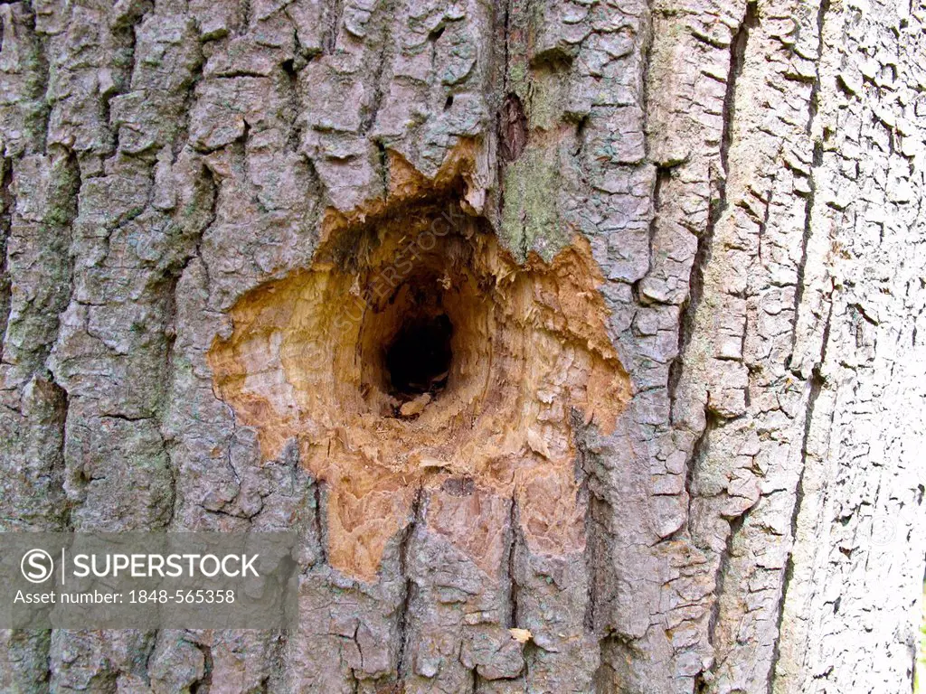 Woodpecker's hole in a tree
