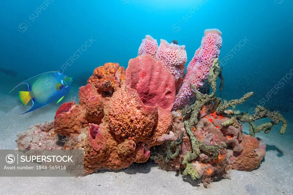 Large coral block on sandy bottom with many different sponges, Blueface Angelfish (Pomacanthus xanthometopon), St. Lucia, Windward Islands, Lesser Ant...