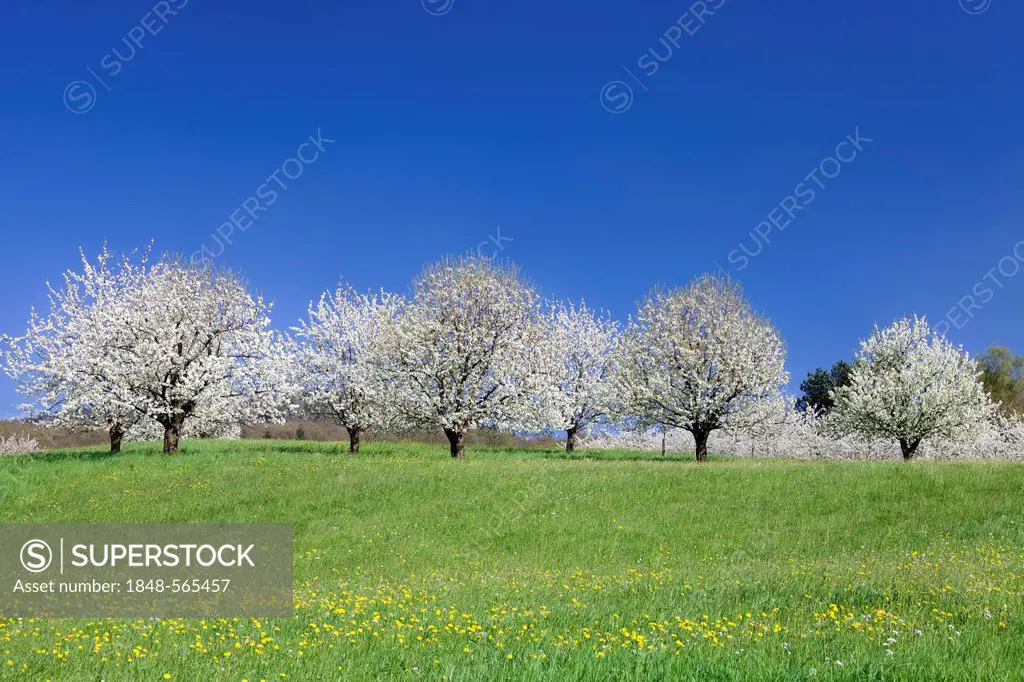 Blossoming cherry trees, fruit trees blooming in the Eggener Valley, Markgraeflerland, Black Forest, Baden-Wuerttemberg, Germany, Europe
