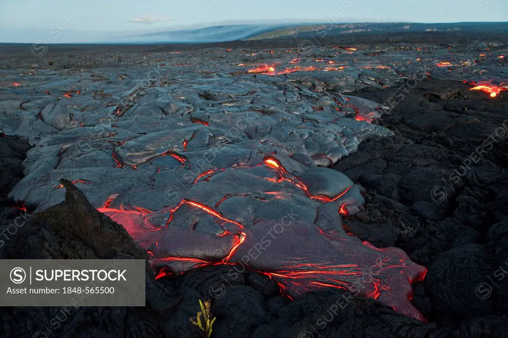 Molten pahoehoe type lava flowing from a crack in the East Rift Zone towards the sea, lava field of the Kilauea shield volcano, Hawai'i Volcanoes Nati...