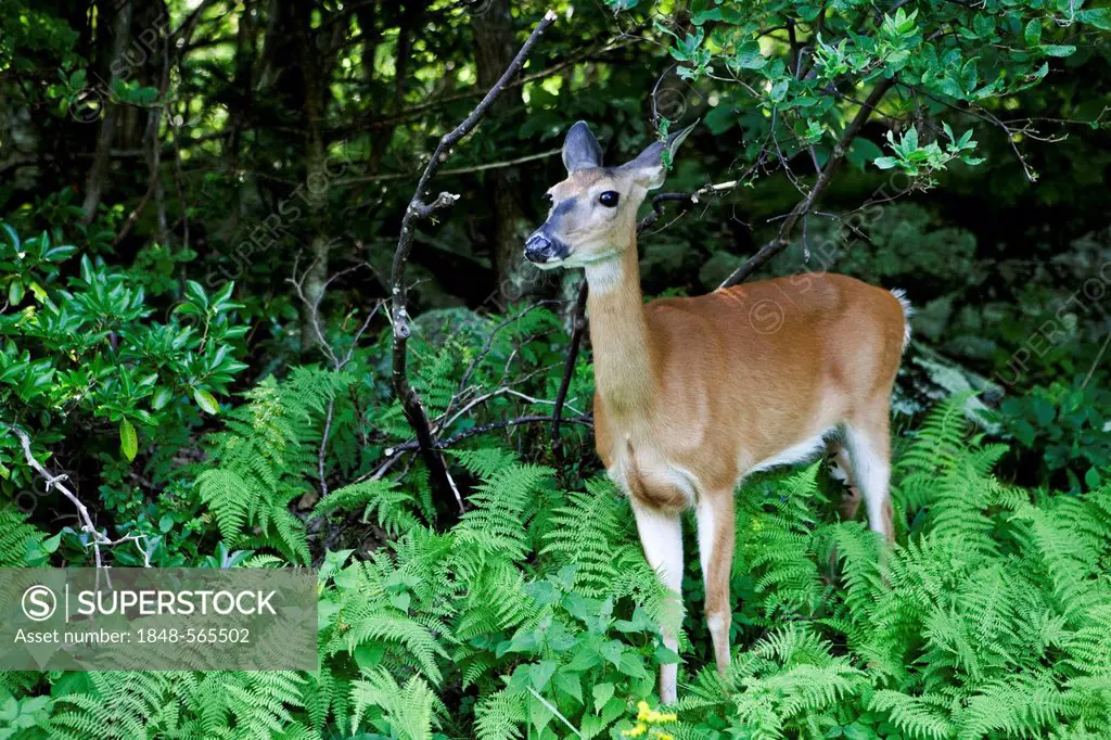 White-tailed Deer or Virginia Deer (Odocoileus virginianus) in Shenandoah National Park, Shenandoah Valley, Virginia, USA