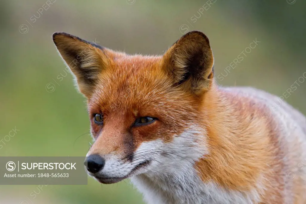 Red fox (Vulpes vulpes), portrait, south east England, United Kingdom, Europe