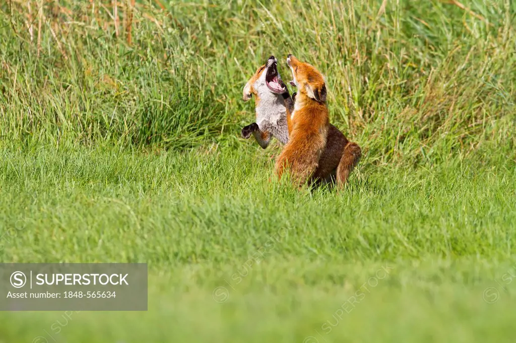 Red foxes (Vulpes vulpes), fighting in grass, south east England, United Kingdom, Europe