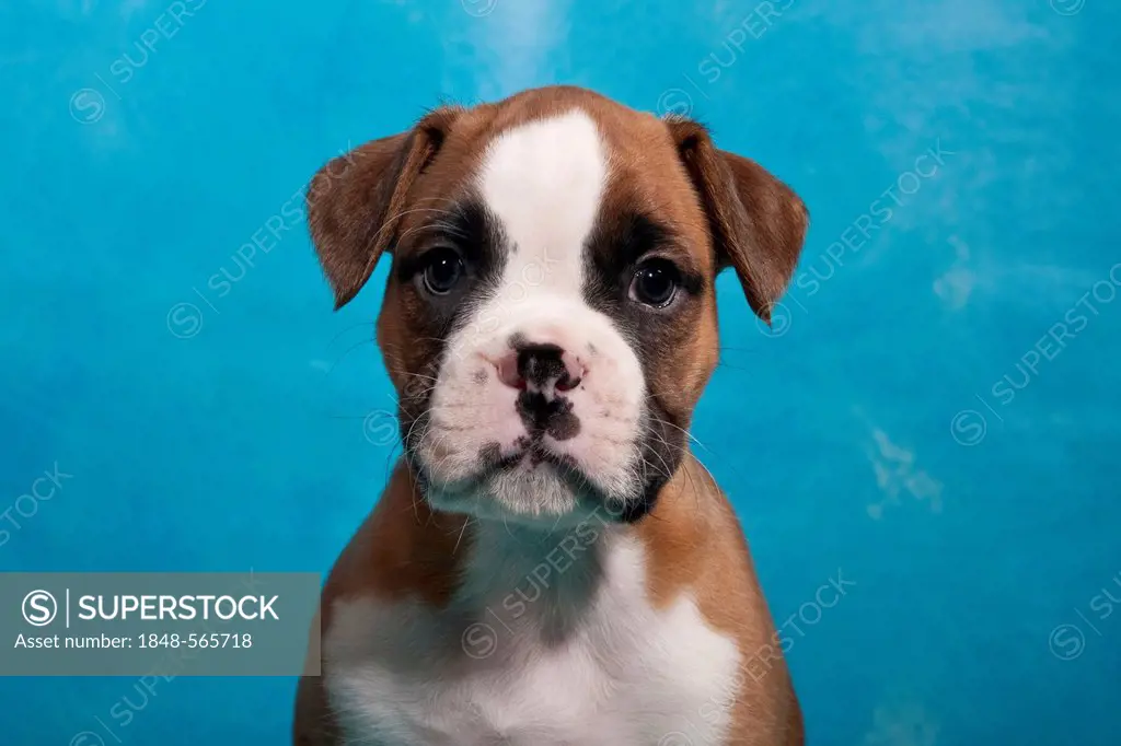 Boxer puppy, portrait