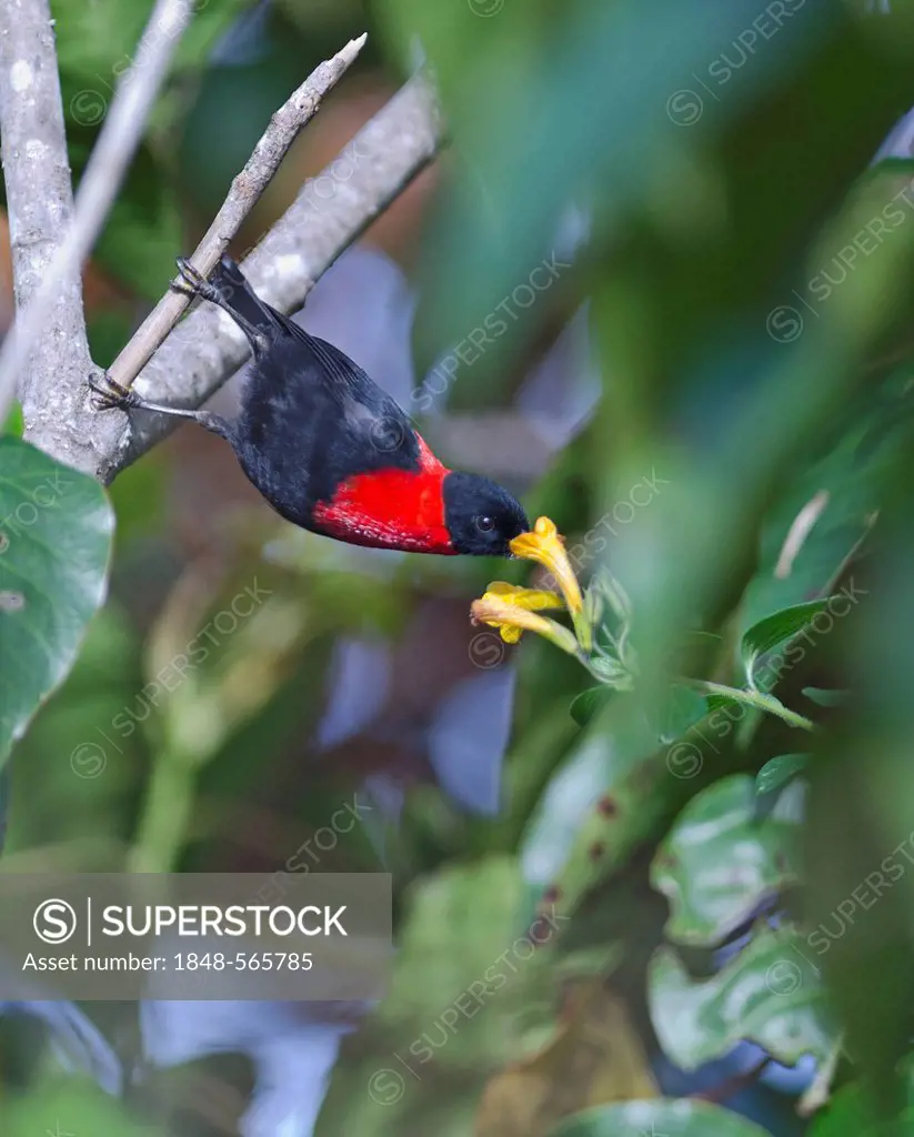 Red-collared Honeyeater, Red-collarded Myzomela (Myzomela rosenbergii), male, Mt Hagen, Western Highlands, Papua New Guinea, Oceania