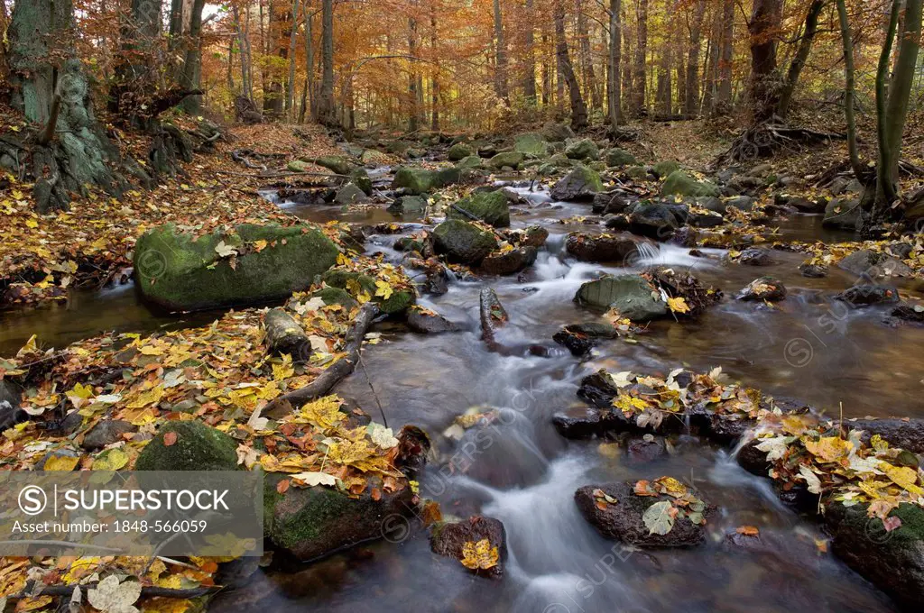Ilse river in autumn, Ilsenburg, Harz National Park, Saxony-Anhalt, Germany, Europe