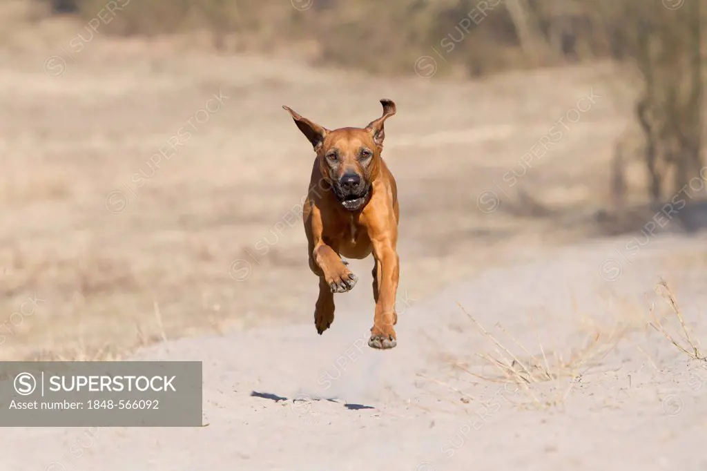 A Rhodesian Ridgeback, dog breed, bitch, running on a field path on Doeberitzer Heide, heath, Brandenburg, Germany, Europe