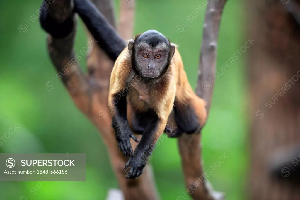Weeper Capuchin (Cebus olivaceus, Cebus nigrivittatus), adult on a tree, South America