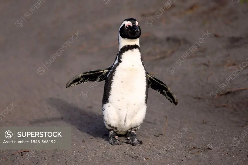 African Penguin, Black-footed Penguin or Jackass Penguin (Spheniscus demersus), adult, running on the beach, Betty's Bay, South Africa, Africa
