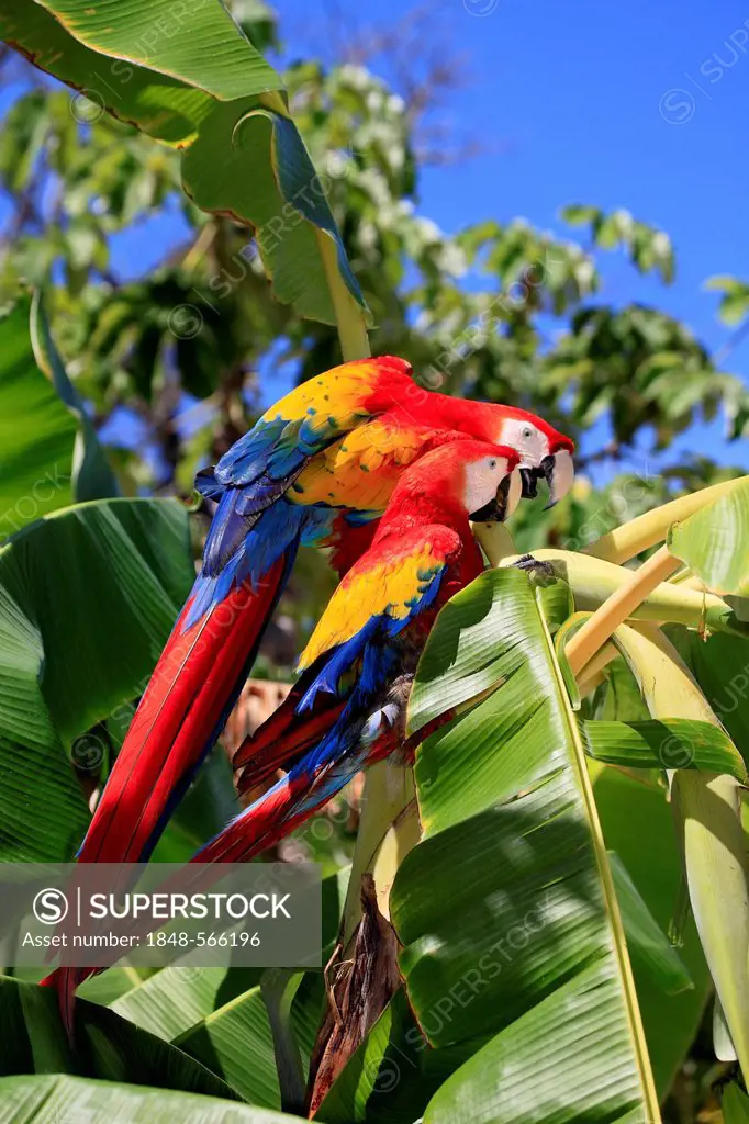 Scarlet Macaw (Ara macao), adult pair on banana tree, Roatan, Honduras, Caribbean, Central America, Latin America