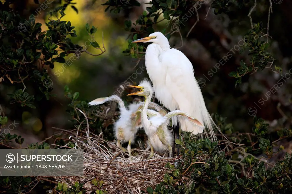 Great Egret (Egretta alba), juvenile birds on the nest begging adult bird for food, Florida, USA