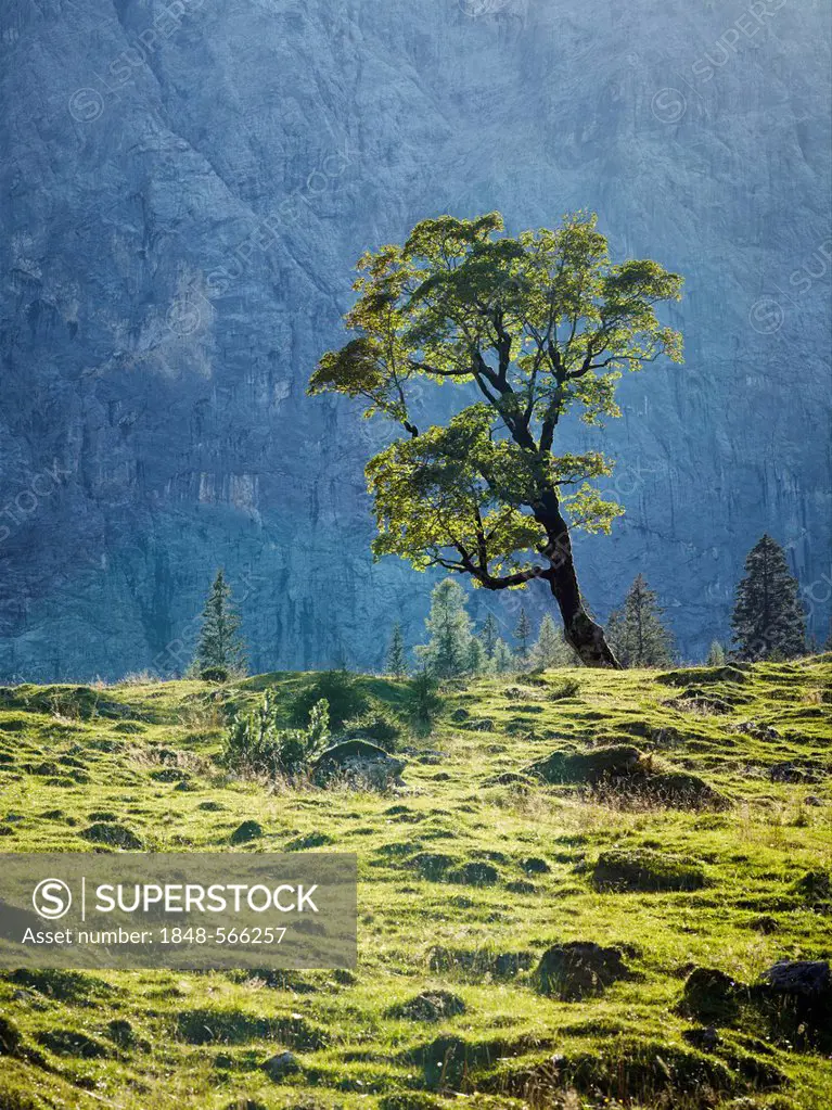 Maple tree (Acer), Ahornboden, mountain pasture with old maple trees, near Hinterriss, Risstal, Austria, Europe