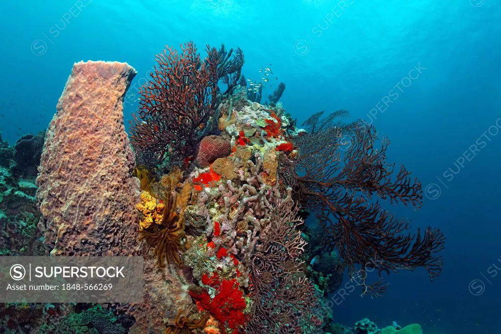Caribbean Barrel Sponge (Xestospongia muta) with Deep-water sea fan (Iciligorgia schrammi) at coral reef, St. Lucia, Windward Islands, Lesser Antilles...