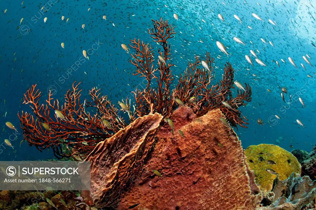 Swarm of Lined Chromis (Chromis lineata), Caribbean barrel sponge (Xestospongia muta) and Deep-water sea fan (Iciligorgia schrammi) at a coral reef, S...