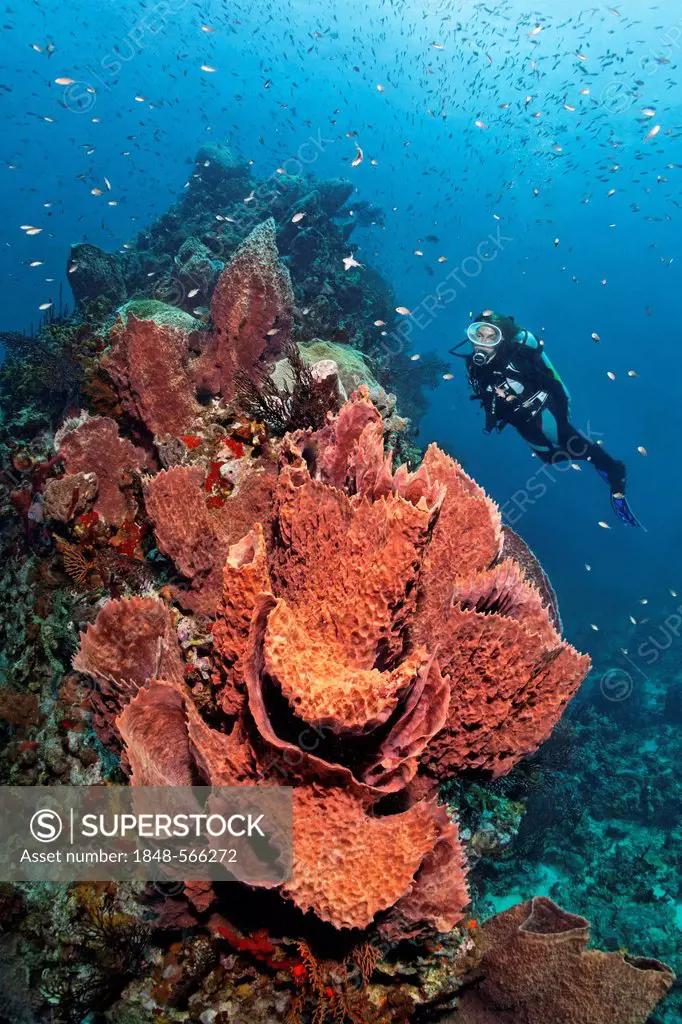 Diver looking at a Caribbean barrel sponge (Xestospongia muta) and Deep-water sea fan (Iciligorgia schrammi) on a coral, reef top, St. Lucia, Windward...