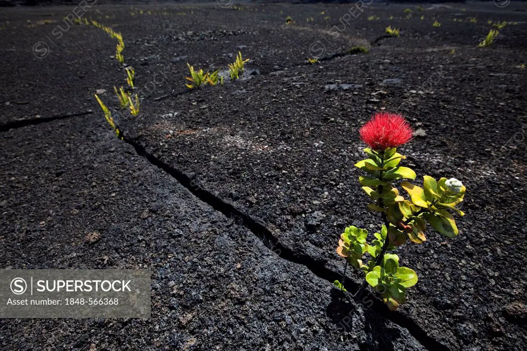 Blooming Ironwood (Metrosideros polymorpha) growing in the solidified lava in the crater of Kilauea Iki Volcano, Hawai'i Volcanoes National Park, Hawa...