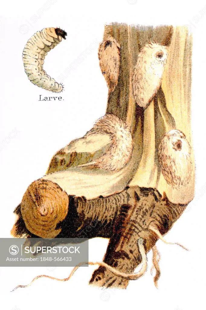 Larval tunnels and pupae, weevils (Pissodes) on a pine tree, illustration from Meyers Konversationslexikon encyclopedia, 1897