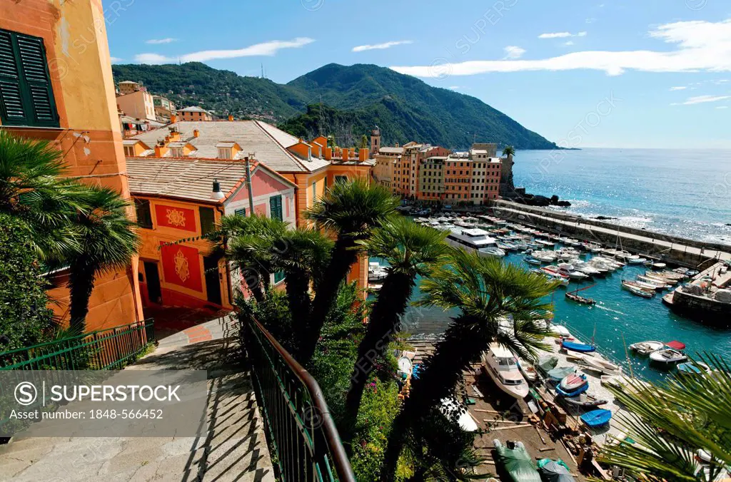 Port, village of Camogli, Gulf of Genoa, Italy, Europe