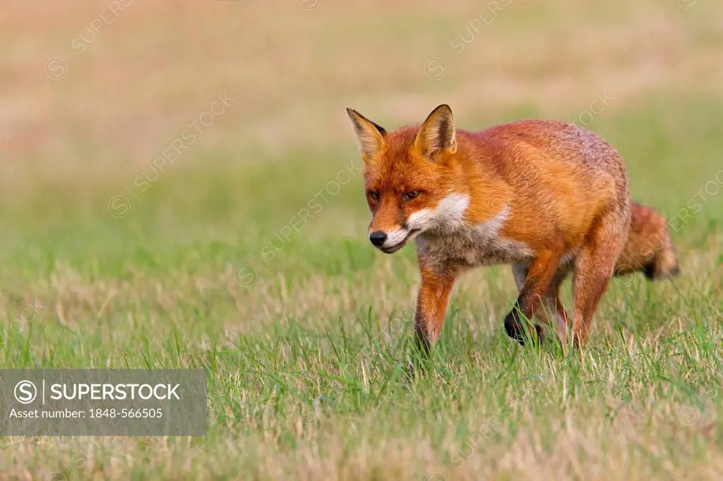 Red fox (Vulpes vulpes), running in grass, south east England, United Kingdom, Europe