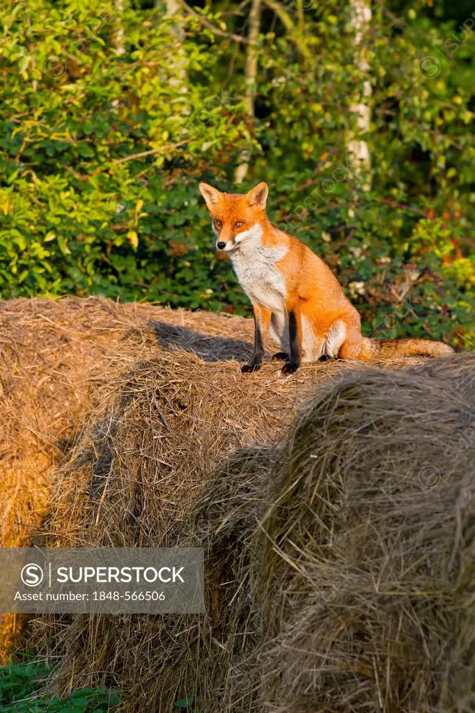 Red fox (Vulpes vulpes) sitting on straw bales, south east England, United Kingdom, Europe