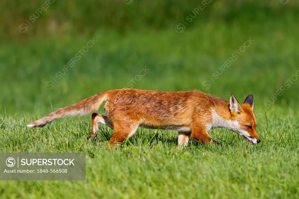 Red fox (Vulpes vulpes), in grass, south east England, United Kingdom, Europe