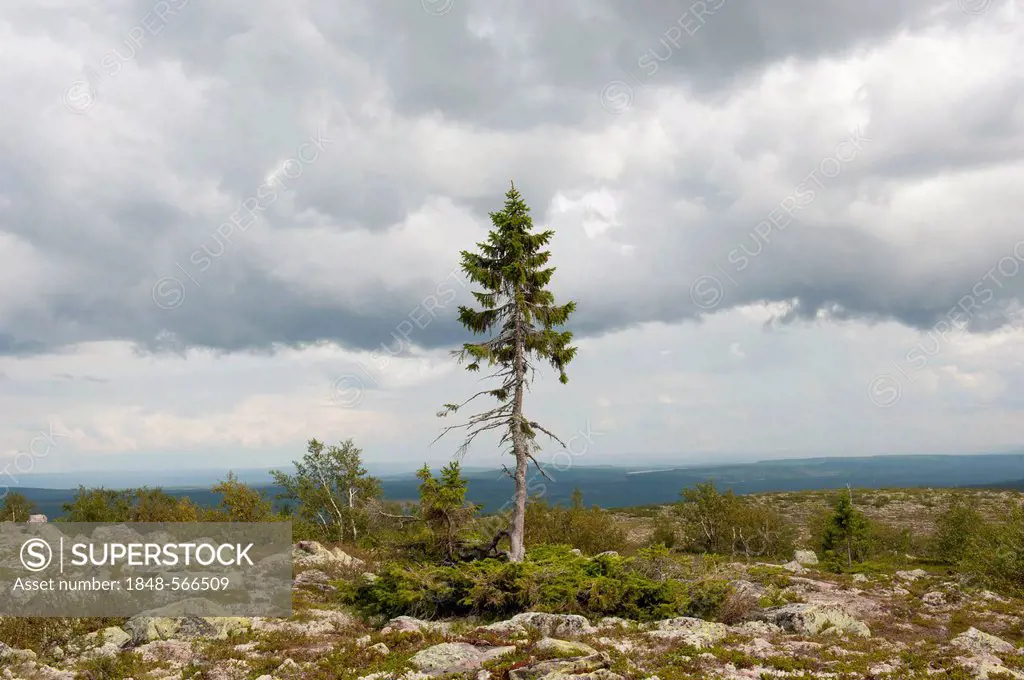 Old Tjikko, oldest tree in the world, 9550 years, Norway Spruce (Picea abies), knee timber, Fulufjaellets National Park near Saerna, Dalarna province,...