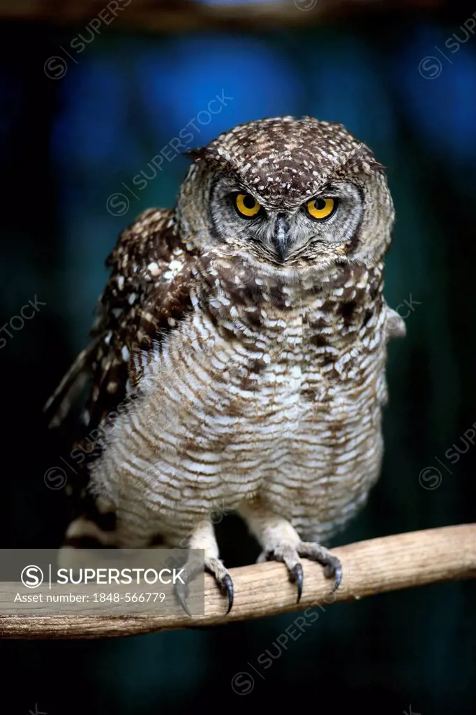 Spotted Eagle-Owl (Bubo africanus), perched on branch, South Africa, Africa