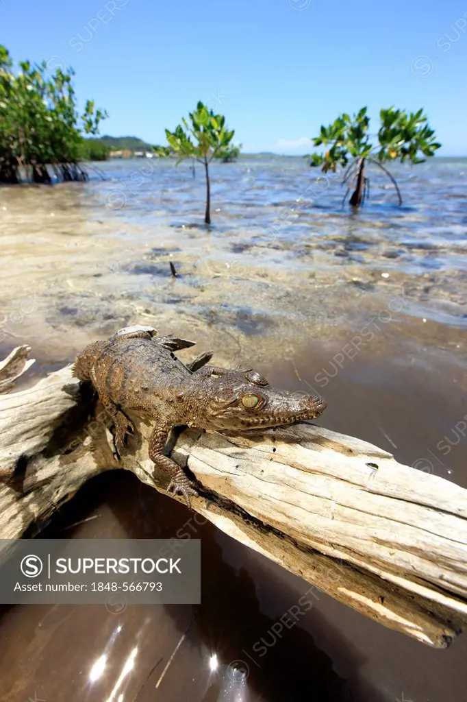 American crocodile (Crocodylus acutus), juvenile on tree stump, resting, Roatan, Honduras, Caribbean, Central America, Latin America