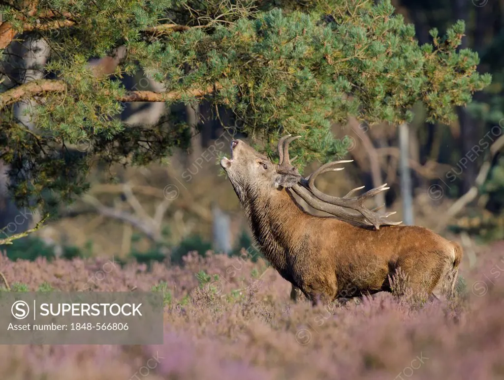Belling red deer (Cervus elaphus), Hoge Veluwe National Park, the Netherlands, Europe