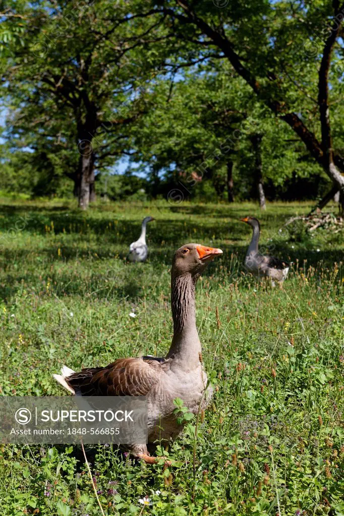 Perigord goose, Correze, Limousin, France, Europe