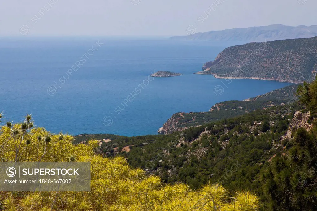 View from Kastro Monolithos castle overlooking the Aegean Sea, Safflowers (Carthamus tinctorius) at front, Rhodes, Greece, Europe