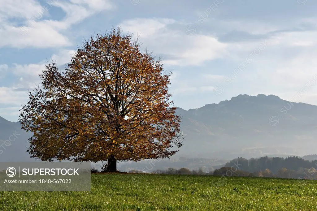 Tree in autumnal landscape, Chiemgau, Upper Bavaria, Germany, Europe