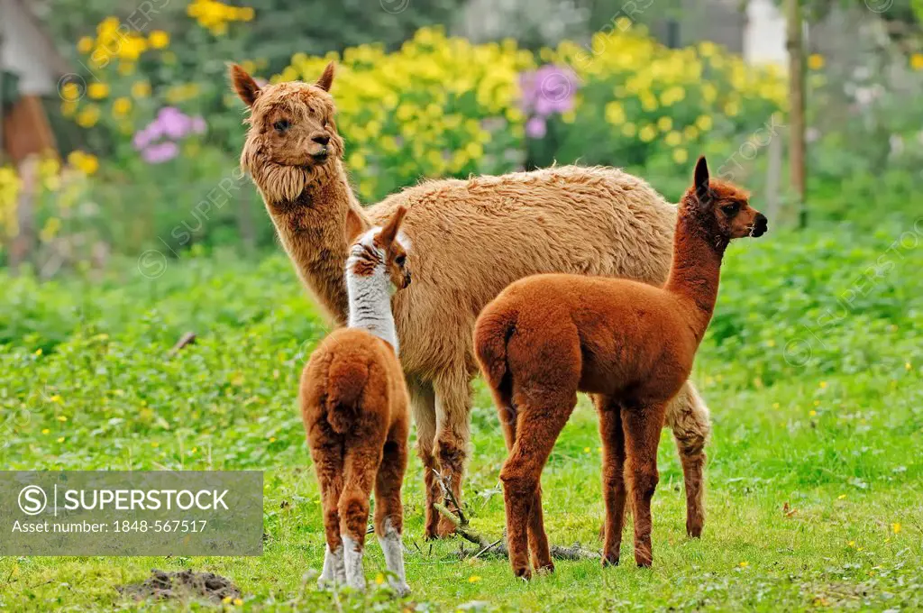 Alpaca (Llama pacos, Vicugna pacos), female with crias, native to South America, in captivity, North Rhine-Westphalia, Germany, Europe