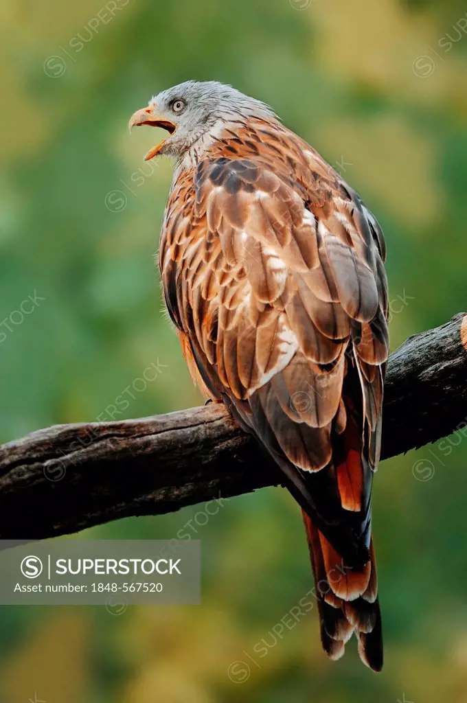 Red Kite (Milvus milvus), calling, North Rhine-Westphalia, Germany, Europe